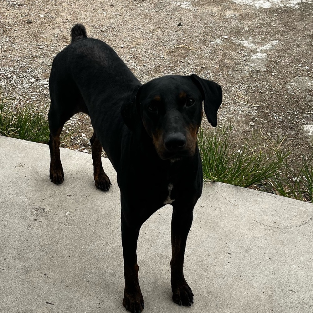 Meet your Posher, Toast